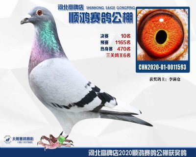 決賽10名,鴿王第六
