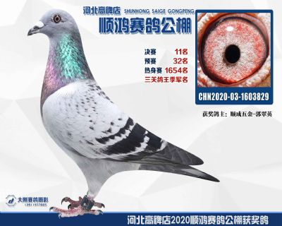 決賽11名,鴿王季軍