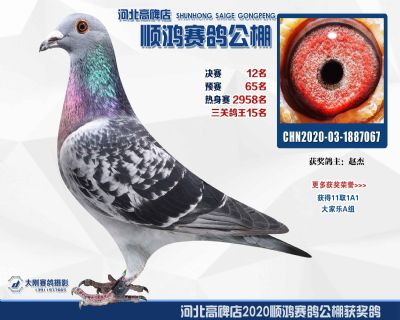 12(鴿主定價)