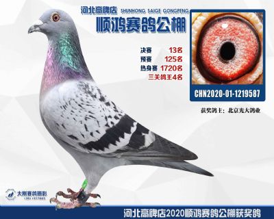 決賽13名,鴿王第四