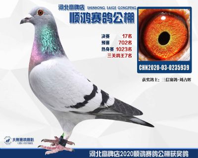 決賽17名,鴿王第七