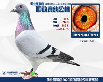 決賽18名,鴿王第九