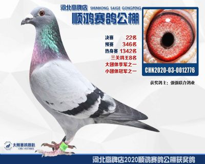 決賽22名,鴿王第八