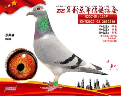 鸽王88