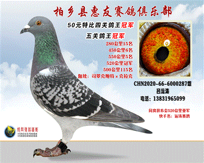 50元特比四关鸽王:冠军