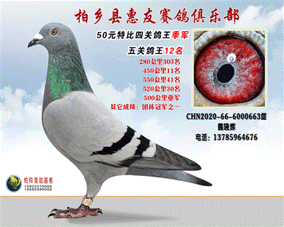 50元特比四关鸽王:季军