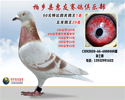 50元特比四关鸽王:7名
