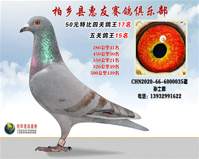 50元特比四关鸽王:17名