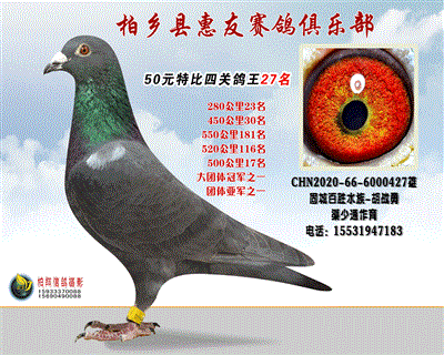 50元特比四关鸽王:27名