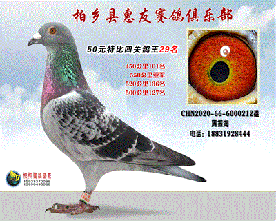 50元特比四关鸽王:29名