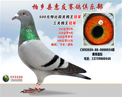 500元特比四关鸽王:冠军