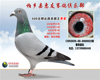 500元特比四关鸽王:季军