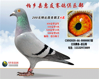 200元特比四关鸽王:4名