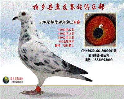200元特比四关鸽王:8名