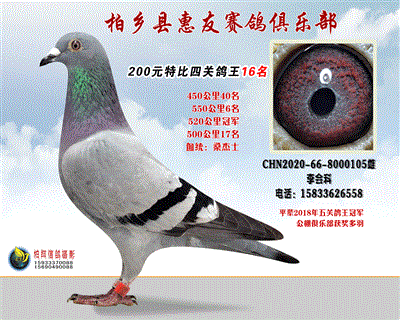 200元特比四关鸽王:16名
