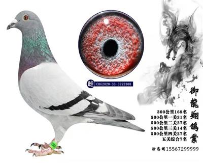 徐恩明成績鴿