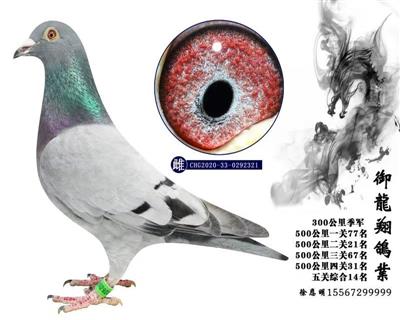 徐恩明成績鴿