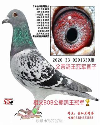 喜和蘭鴿舍成績鴿
