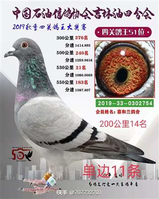 喜和蘭鴿舍成績鴿