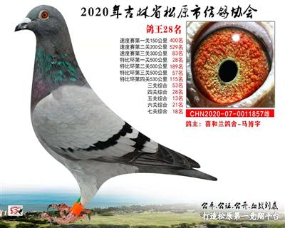 喜和蘭鴿舍成績鴿