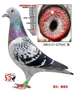姚佰東成績鴿