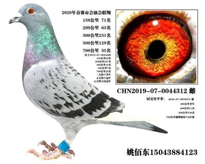 姚佰東成績鴿