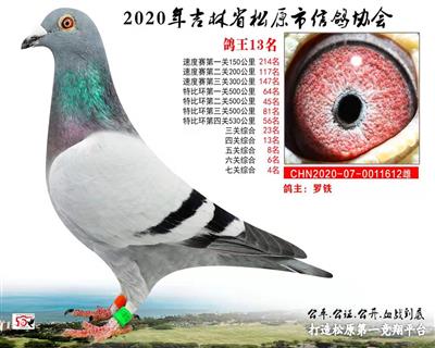 羅鐵成績鴿