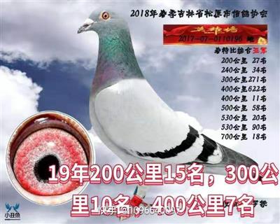 羅鐵成績鴿