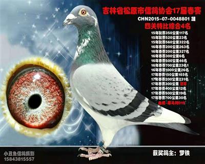 羅鐵成績鴿
