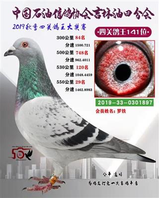 羅鐵成績鴿