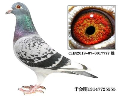 于會明特留