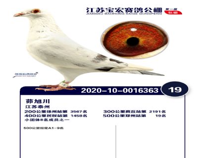 江蘇寶宏決賽19名