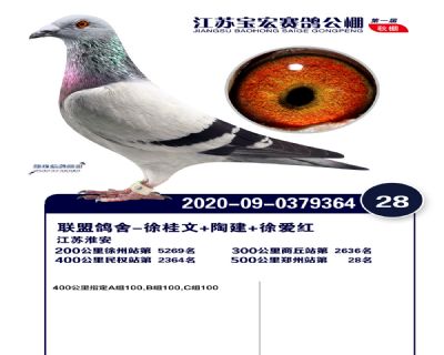 江蘇寶宏決賽28名