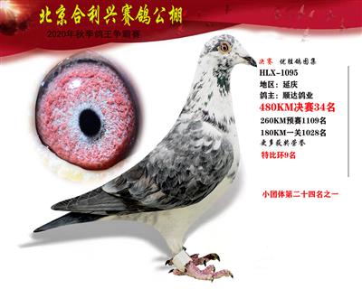 北京合利興公棚決賽第三十四名