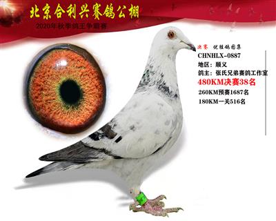 北京合利興公棚決賽第三十八名