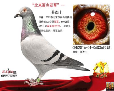 百鳥亞軍、拍一送一