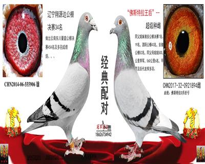 翔源達34名X弗斯特拉王后(一拍一對)