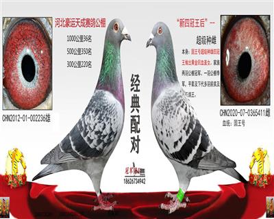 千公里功勛種雄配對、拍一送一