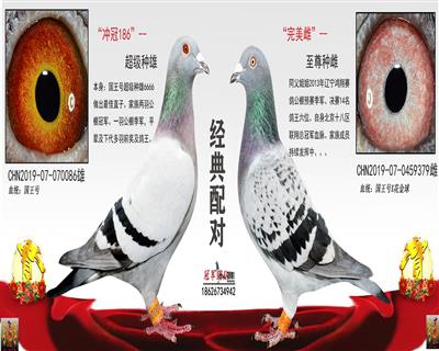 伯馬冠軍孫、拍一送一