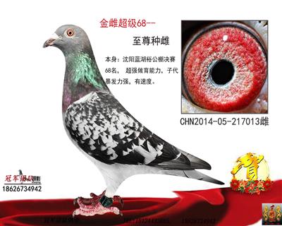公棚68、精品一對