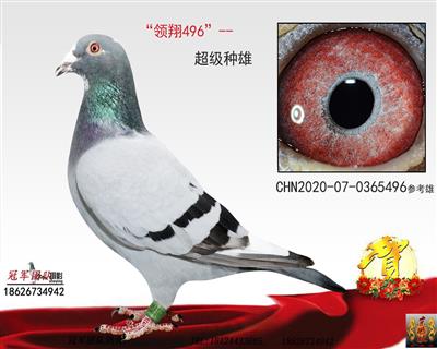 精品推薦(雙重回血配對)|