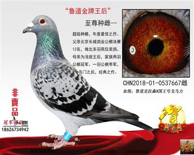 精品魯道(送VIP精品大雌)