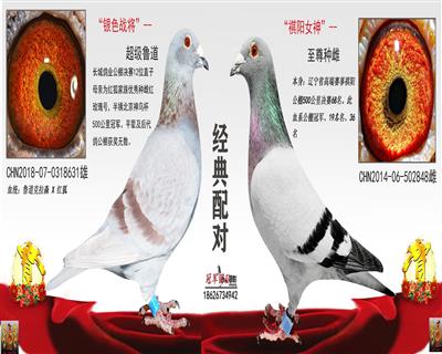 長城12直子X祺陽公棚68名(一對)