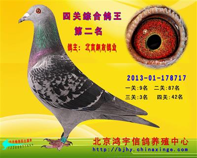 公棚四關鴿王總亞軍