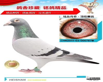 春潮公棚◥做出//特比鴿王