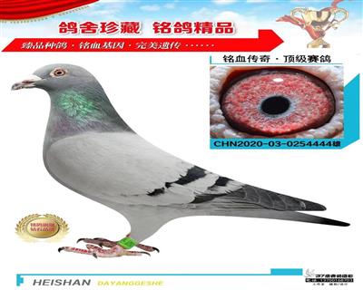 點將△臺鴿王季軍做出
