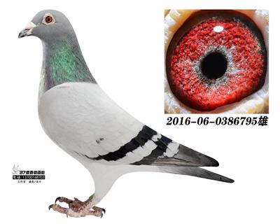 點將臺鴿王季軍一派云淡风轻做出