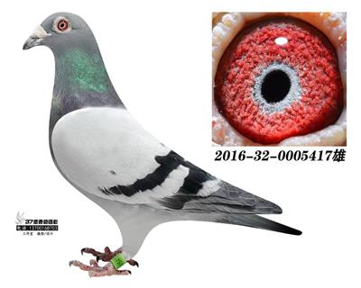 楊歐瓦克483外孫 本身獎鴿
