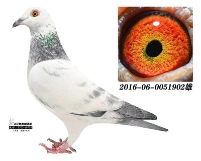 兆尊天↑賜孫帶