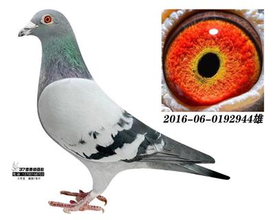 宋☆學譚鴿王回血◥≡